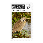 American Bittern - Stitched Image Stamps