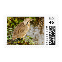 American Bittern - Stitched Image Postage Stamps