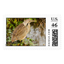American Bittern - Stitched Image Postage