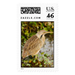 American Bittern - Stitched Image Postage Stamps