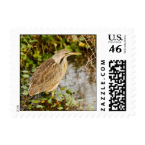 American Bittern - Stitched Image Postage