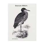 "American Bittern" Vintage Illustration Post Cards