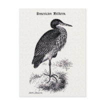 "American Bittern" Vintage Illustration Post Cards