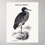 "American Bittern" Vintage Illustration posters