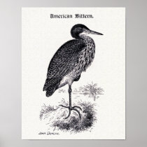 "American Bittern" Vintage Illustration Poster