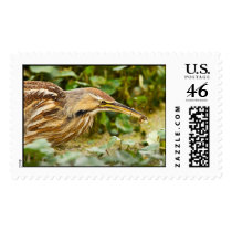 American Bittern with a Crawfish Postage