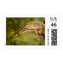 American Bittern with Black Fish Stamp