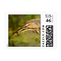 American Bittern with Black Fish Postage Stamp
