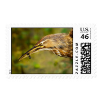 American Bittern with Black Fish Postage
