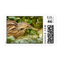 American Bittern with Crawfish Postage Stamp