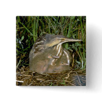 American Bittern with young Pinback Buttons