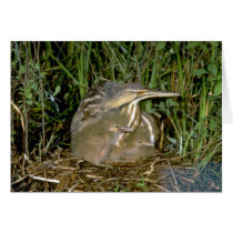 American Bittern with young Cards