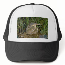 American Bittern with young Trucker Hat