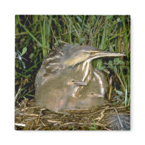 American Bittern with young Magnets