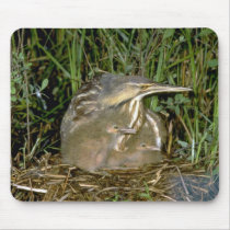 American Bittern with young Mouse Pad