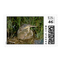 American Bittern with young Stamps