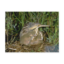 American Bittern with young Post Card