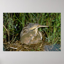 American Bittern with young Poster