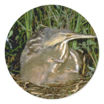 American Bittern with young Round Sticker