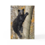 American Black Bear Climbing a Tree cards