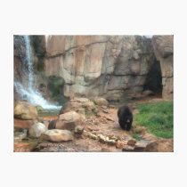 American Black Bear canvas prints