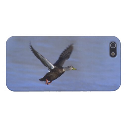 American Black Duck iPhone 5 Cover- Savvy