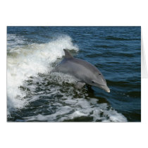 American Bottlenose Dolphin Card