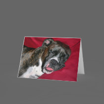 American Boxer