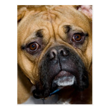 American Boxer Postcard
