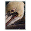 American Brown Pelican portrait cards