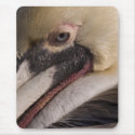 American Brown Pelican portrait mousepads