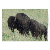 American Buffalo Cards