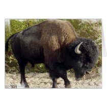 American Buffalo Greeting Card