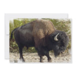 American Buffalo Invitation