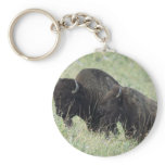 American Buffalo Key Chain