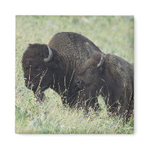 American Buffalo Refrigerator Magnet