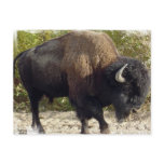American Buffalo Postcard