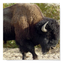 American Buffalo Poster Print