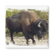 American Buffalo Square Magnet