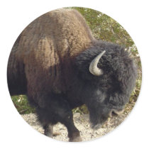 American Buffalo Sticker