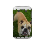 American Bulldog Blackberry Bold Case casemate cases