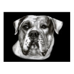 American Bulldog Drawing posters