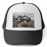 american bulldog hats