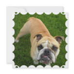 American Bulldog Invitation