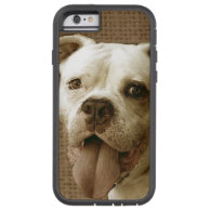 American bulldog iPhone 6 case