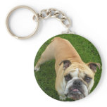 American Bulldog Keychain