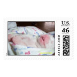 American Bulldog Postage