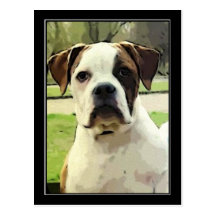 American bulldog postcard
