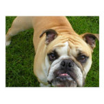 American Bulldog Postcard
