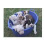 American Bulldog Puppies Postcard